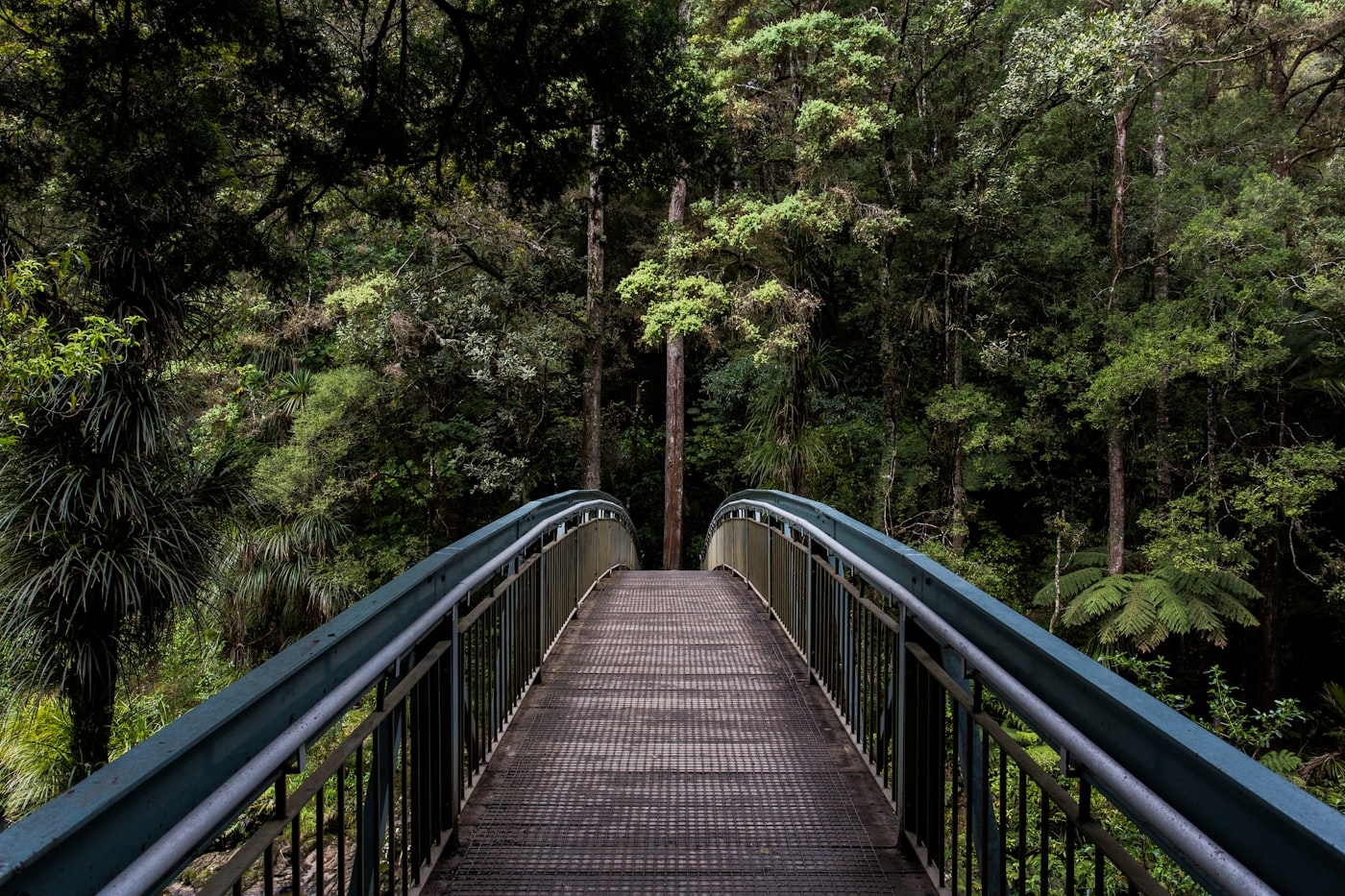 Cinematic landscape — slow exposure of natural light through trees